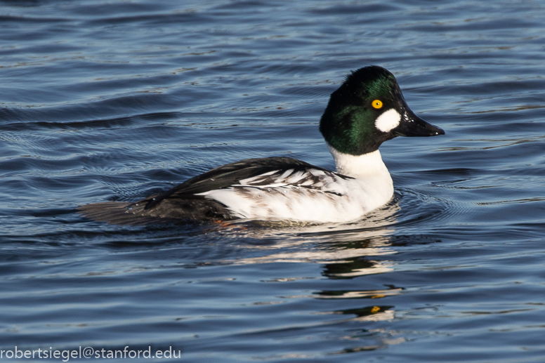 emily renzel wetlands